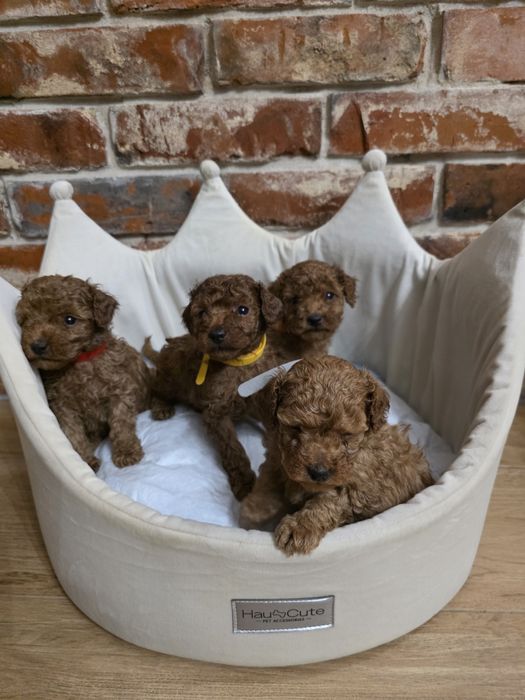 Pudelek toy chłopczyk red!