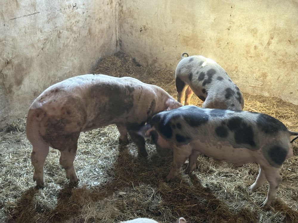 Porcas pientran porcos malhados de alcobaça