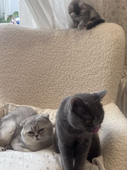 Кошеня британське срібна шиншила . Бейбі фейс