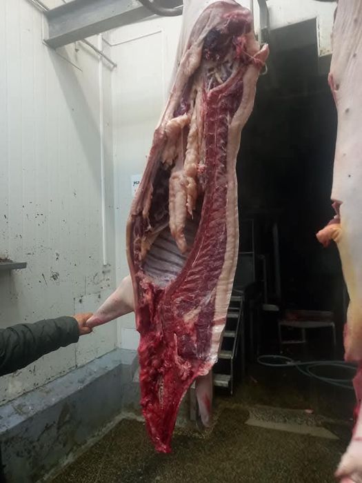 Mięso tusze z mangalicy