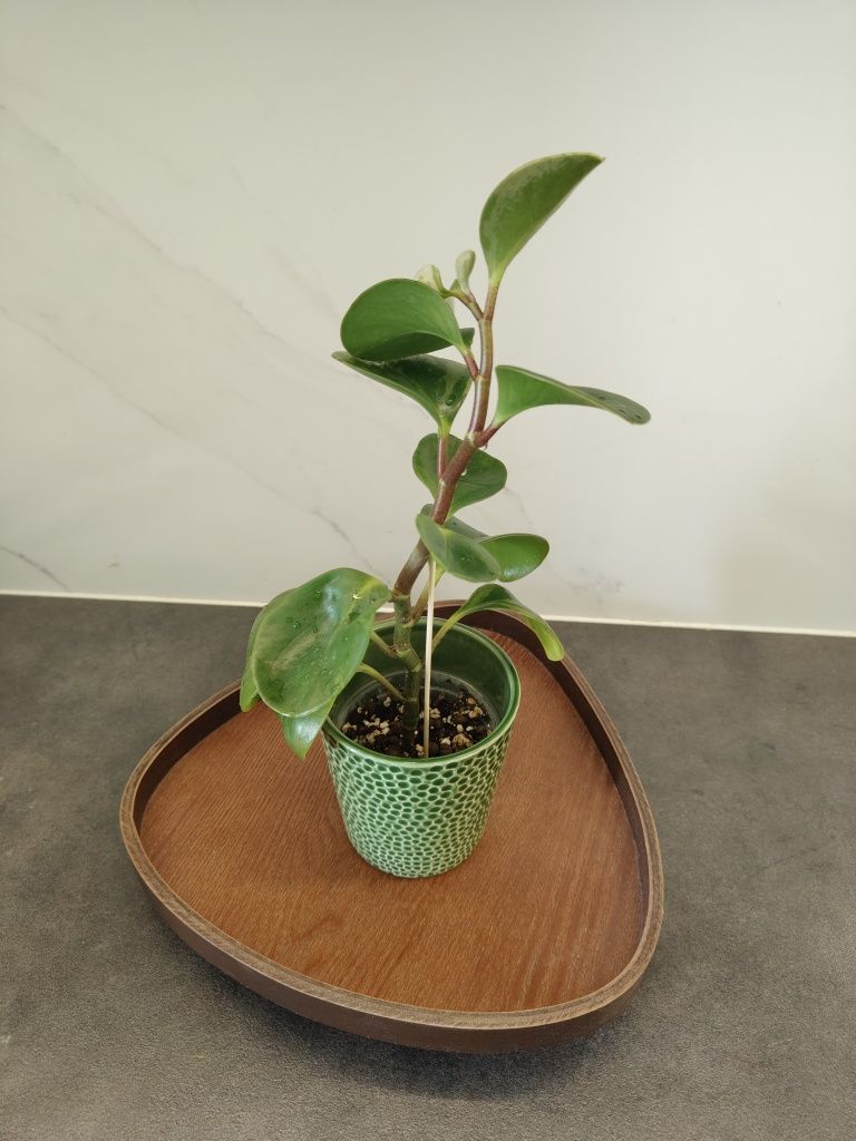 Peperomia variegacja