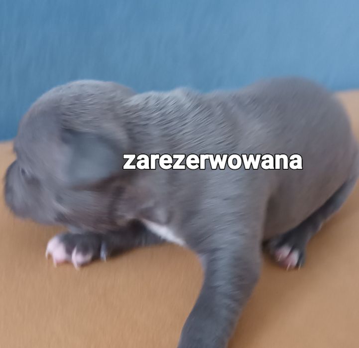 Błękitna Cudna Suczka Amstaff