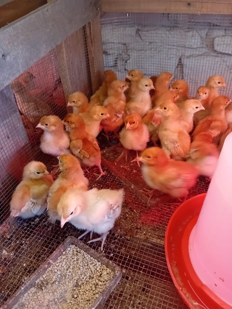 Pisklaki araucany pisklaki Rosy kury Rosy kury araukany ekologiczne na