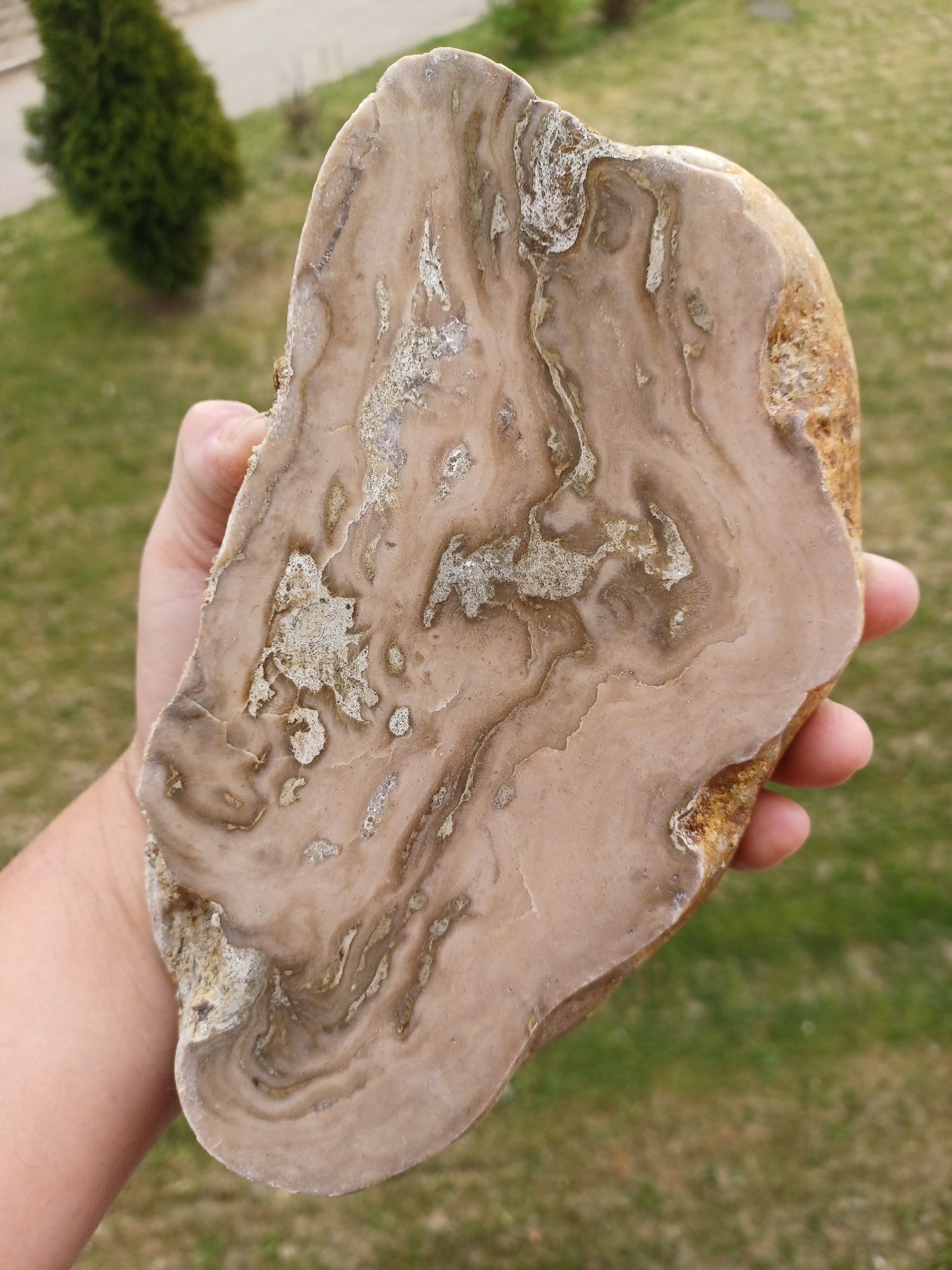 Skamieniałości skały minerały stromatoporoid