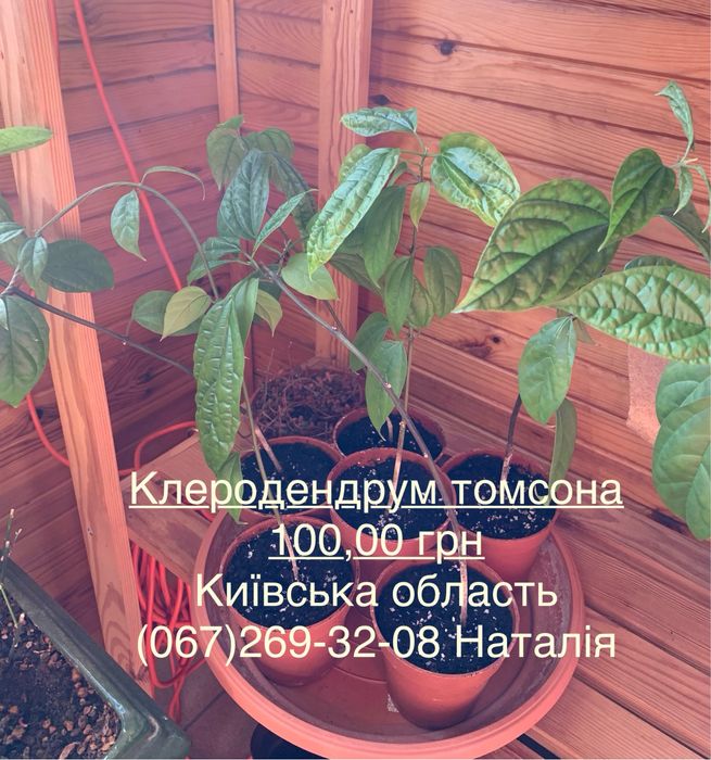 Клеродендрум. Плющ види