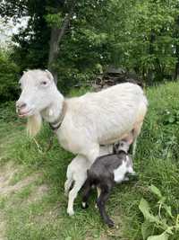 Продам козу Ламанча і двоє козенят