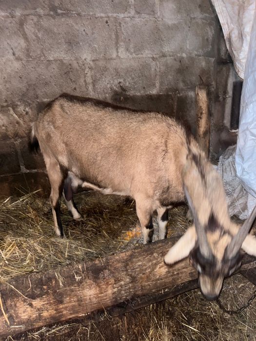 Продажи дойную козу