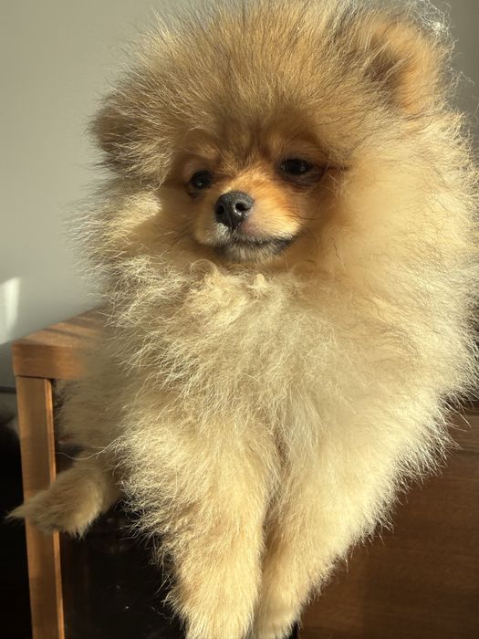 Szoic miniaturowy pomeranian chlopiec