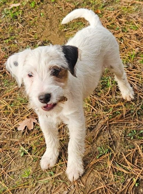 Parson Russell Terrier - suczka Salik