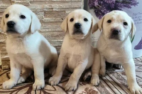 Продам щенков Лабрадор