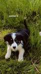 Border collie samiec
