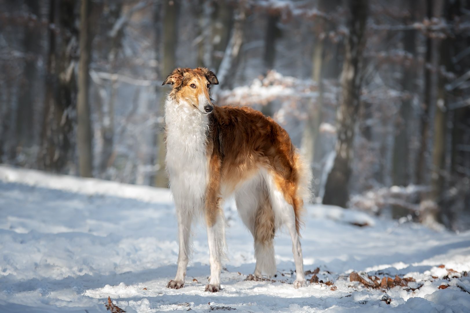 Фотограф анималист