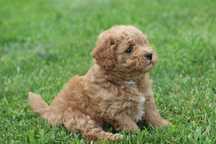Amber - havapoo ; tato pudel toy, mama Havapoo
