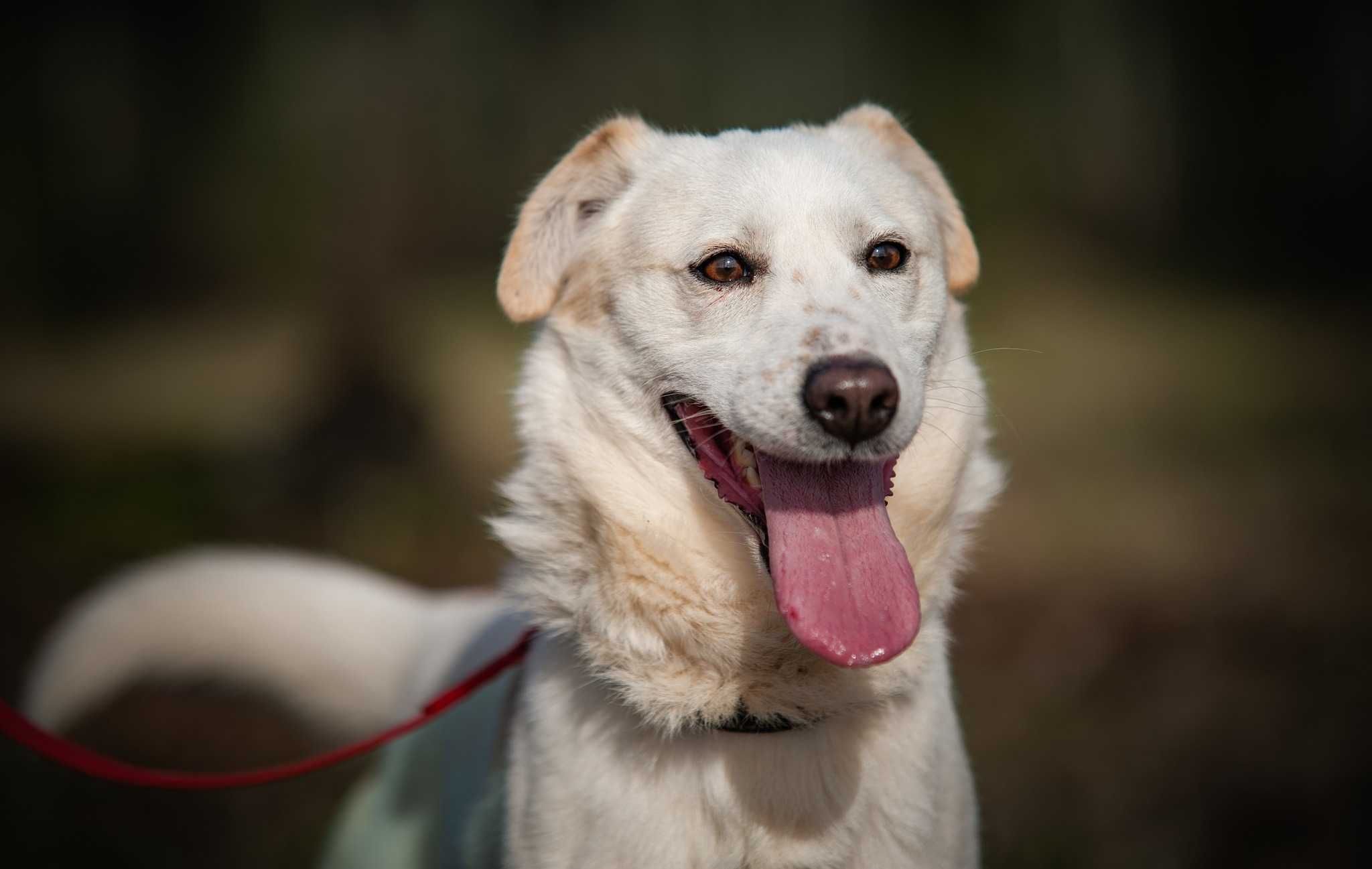 Jantar - piękny, dostojny psiak do adopcji.