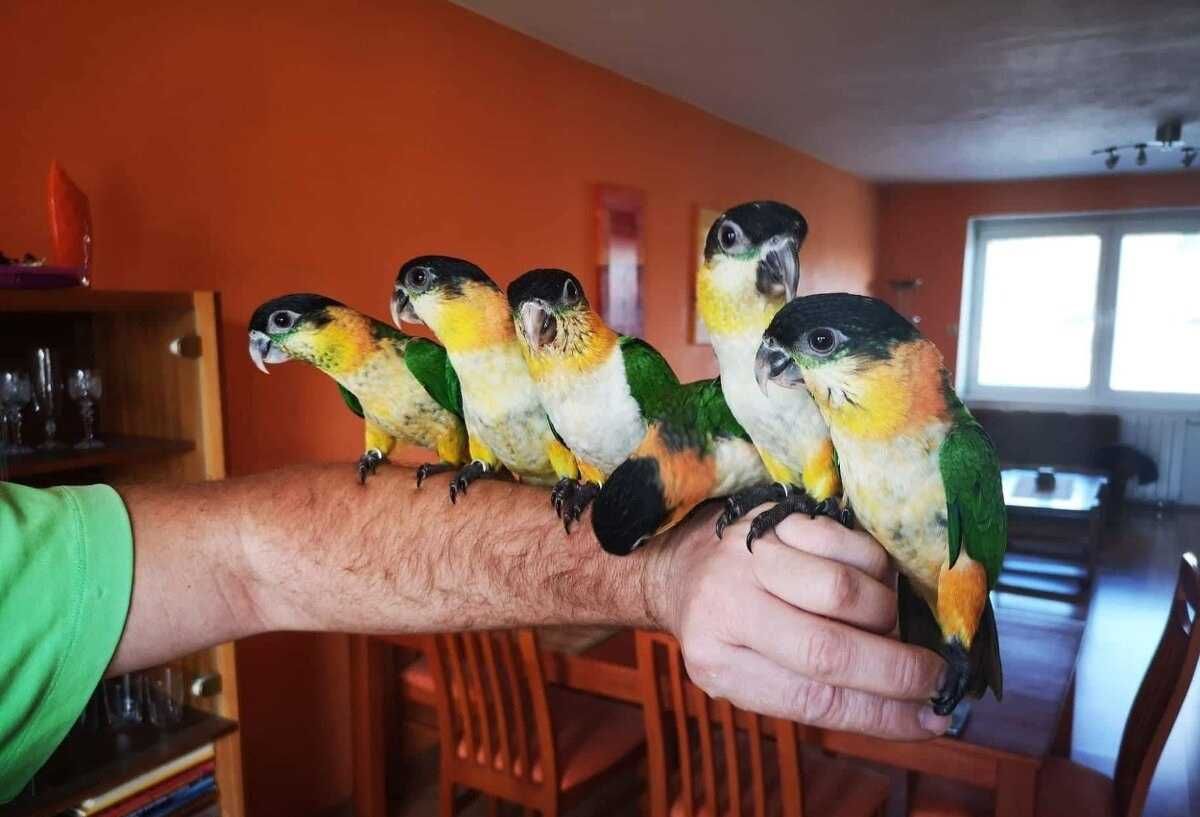 Продаю восхитительного попугая Каика: создайте теплый уголок