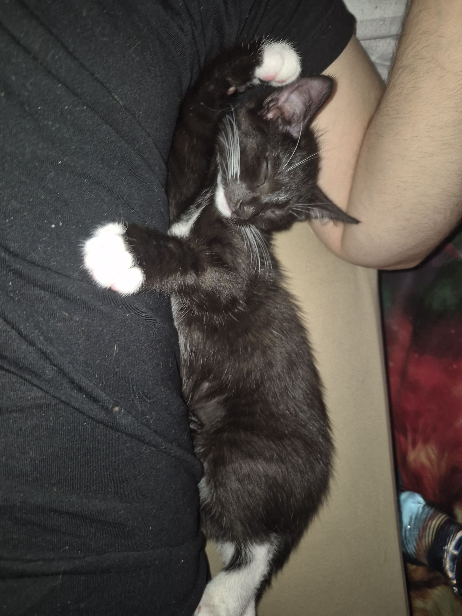 Koty do adopcji.