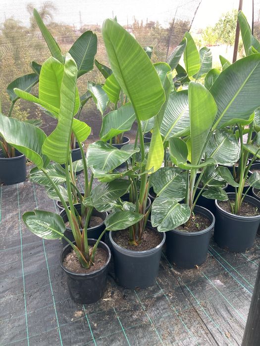 Estrelicia augusta/ estrelicia gigante