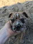 Amstaff suczka merle kremowa