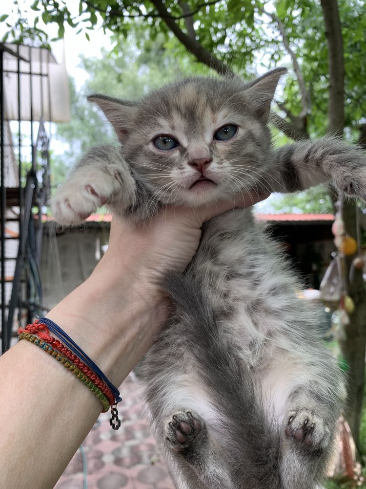 Сіре кошеня в добрі руки
