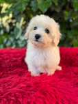 Maltipoo Kawowy Samiec XXS Art Puppies