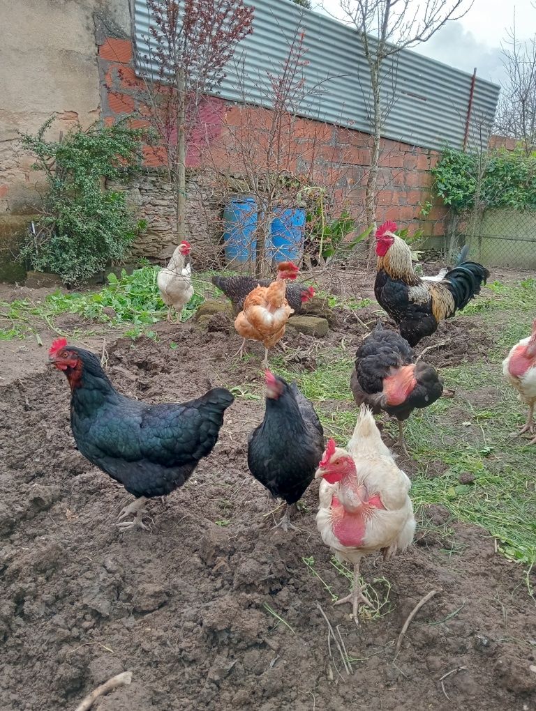 Ovos galados de galinhas caseiras