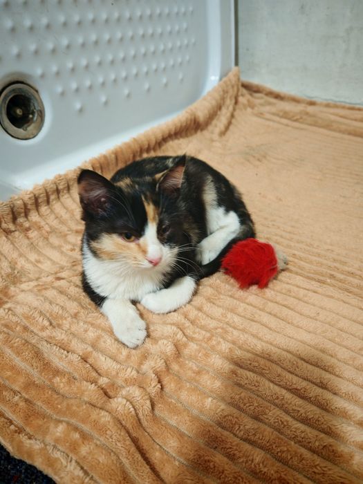 Кошенята в дбайливі руки