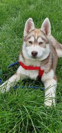 Siberian Husky-cudowna Nensi :)