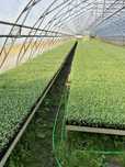 Продам расаду капусти сорт Агресор