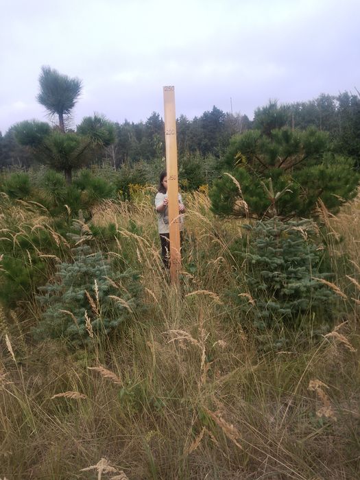 Jodła koreańska,świerk srebrny,świerk pospolity.