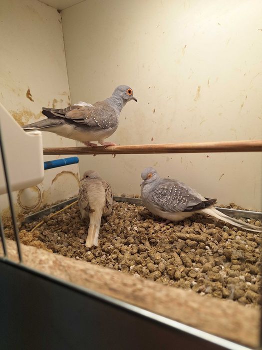 Gołąbki diamentowe