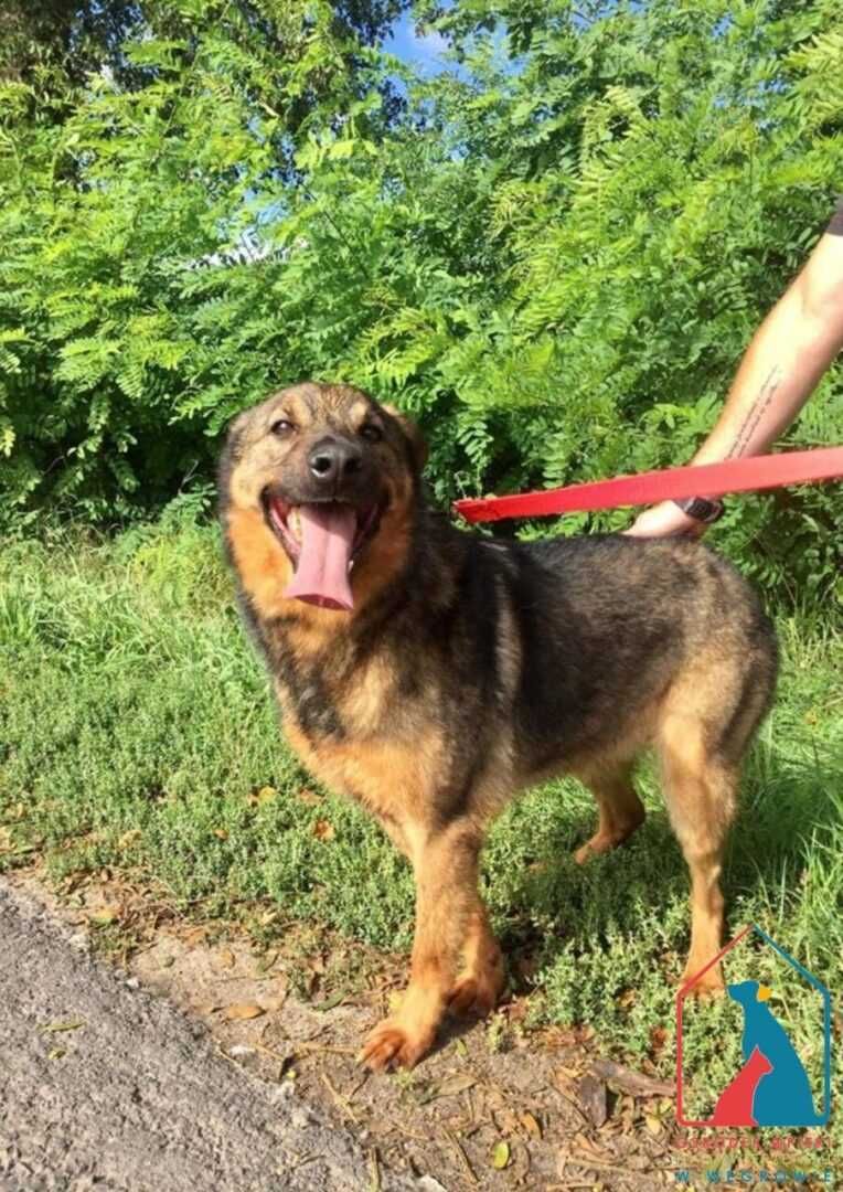 Bardzo miły fajny piesek Joker szuka domu! Adoptuj!
