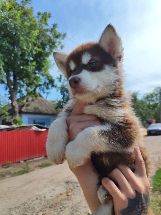 Классная шоколадная- девочка