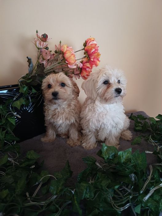 *Maltipoo* piękny pieseczek mini