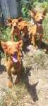 Podengos  cachorros para adoção