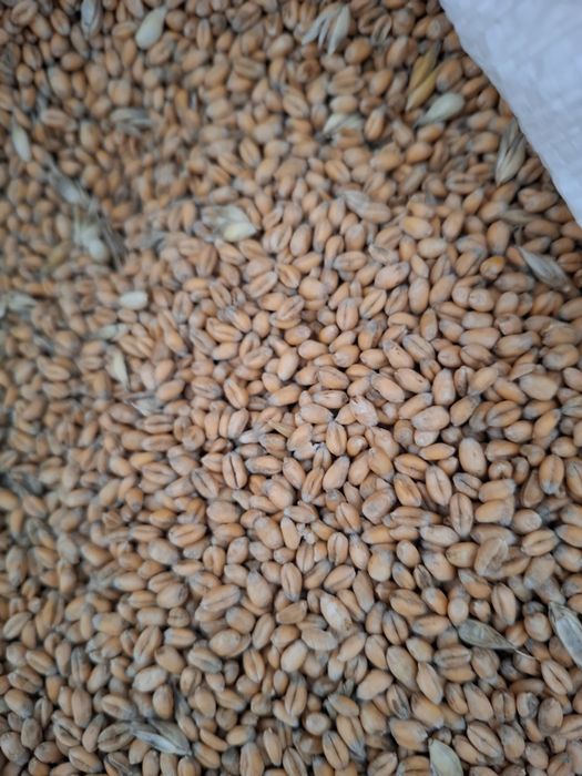 Pszenica  worki 25 kilo