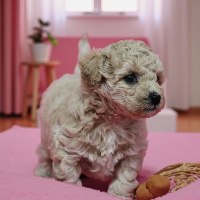 Maltipoo suczka F1 xxs