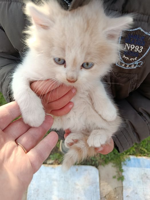 Кошенята в добрі руки