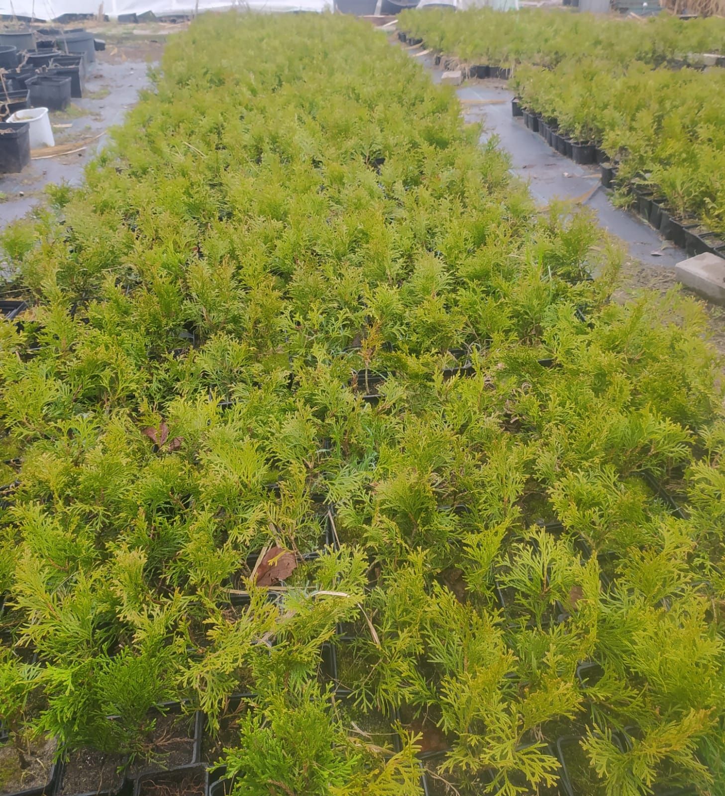 Thuja szmaragd  20+ cm