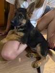 Cachorro Pastor Alemão