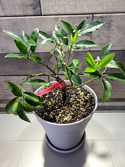 Лимон (лаймкват) "Таварес" з плодами