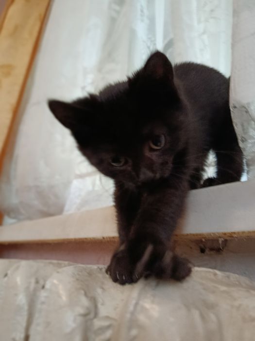 Отдам котенка в добрые руки