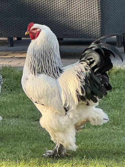 Koguty Brahmy Gronostajowej