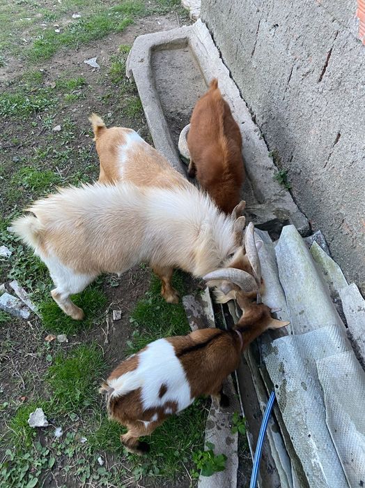 Cabras Anãs para Venda