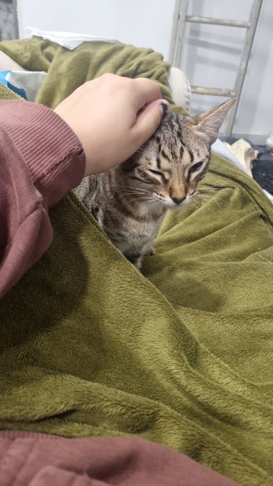 Doa-se duas gatinhas