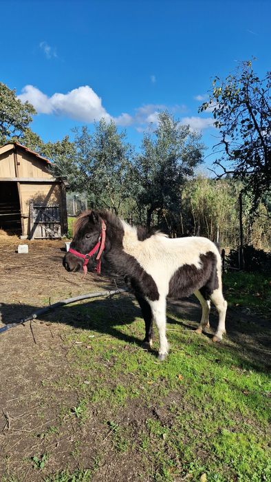 Vendo 2 Pôneis - OPORTUNIDADE