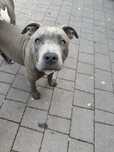 Suczki Amstaff Blue