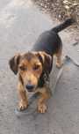 Wesoły Gucio w typie jamnika do adopcji