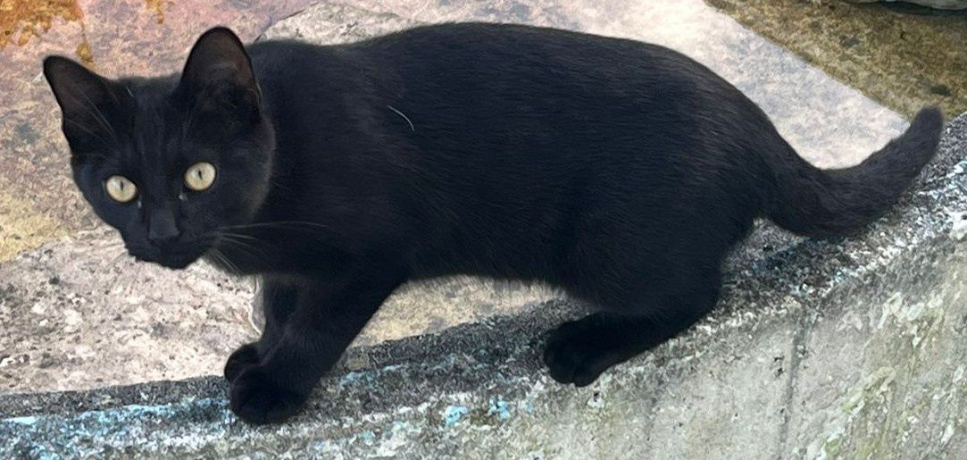 Gato preto para adoção responsável com 6 meses