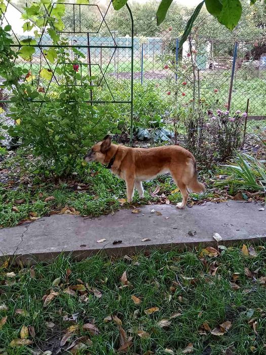 Пропала собака, кличка Найда