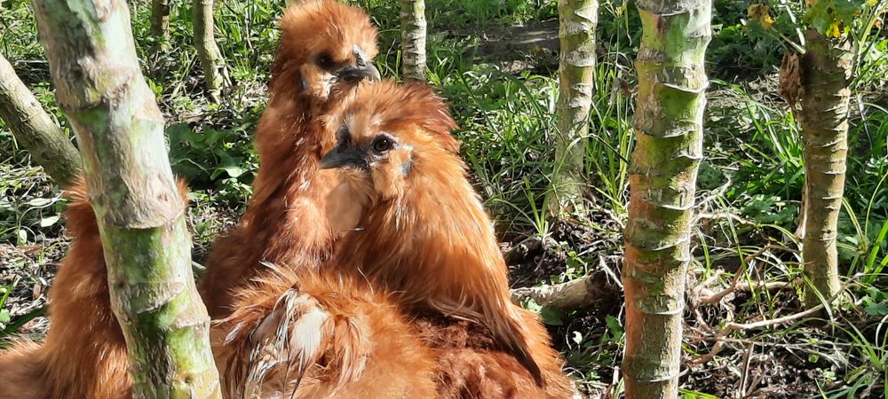 Galo sedosa do Japão
